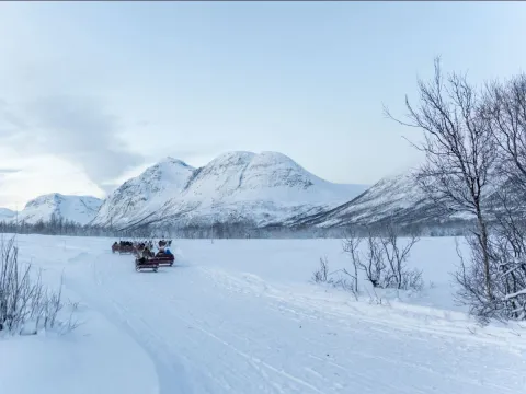 Reindeer Sledding, Reindeer Feeding and Sami Culture - Tromsø Lapland
