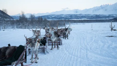 Reindeer Sledding, Reindeer Feeding and Sami Culture with Lunch