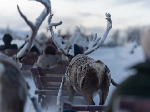 Reindeer Sledding, Reindeer Feeding and Sami Culture - Tromsø Lapland
