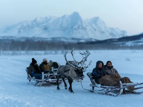 Reindeer Sledding, Reindeer Feeding and Sami Culture - Tromsø Lapland