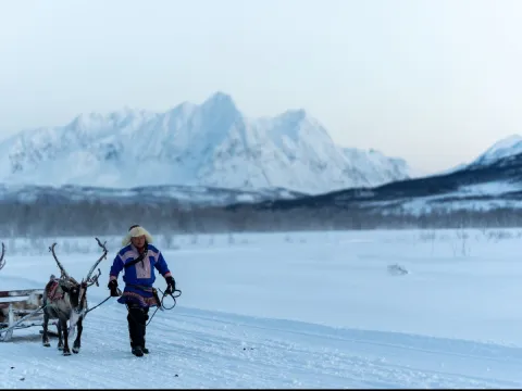 Reindeer Sledding, Reindeer Feeding and Sami Culture - Tromsø Lapland