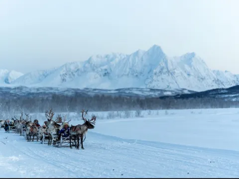 Reindeer Sledding, Reindeer Feeding and Sami Culture - Tromsø Lapland