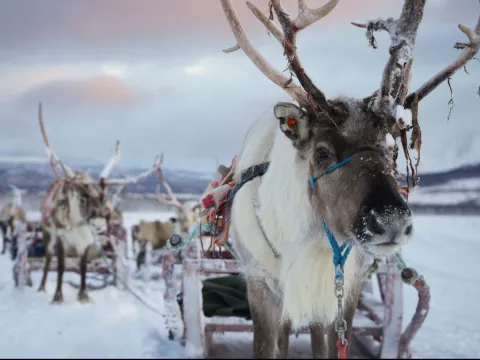 Reindeer Sledding, Reindeer Feeding and Sami Culture with Lunch