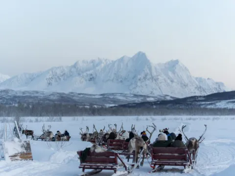 Reindeer Sledding, Reindeer Feeding and Sami Culture - Tromsø Lapland