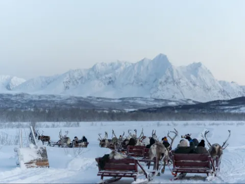 Reindeer Sledding, Reindeer Feeding and Sami Culture - Tromsø Lapland