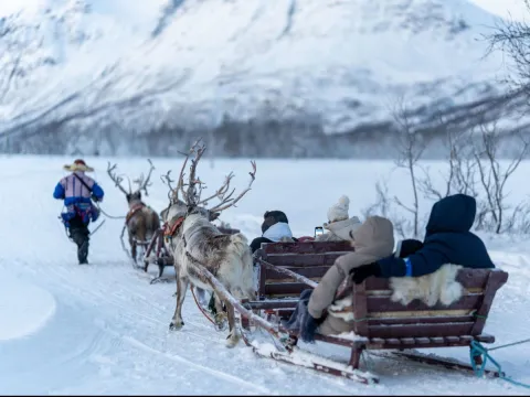Reindeer Sledding, Reindeer Feeding and Sami Culture - Tromsø Lapland