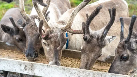 Reindeer Feeding and Sami Culture with Lunch in Autumn - 1pm departure