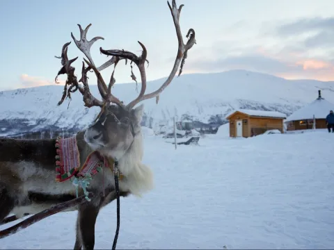 Reindeer Sledding, Reindeer Feeding and Sami Culture with Lunch