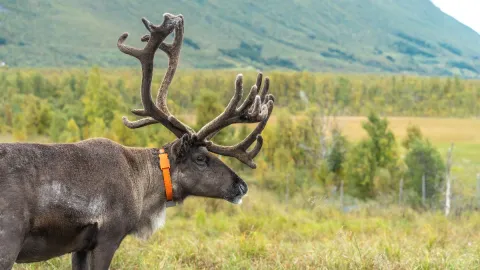 Reindeer Feeding and Sami Culture with Lunch in Autumn - 1pm departure