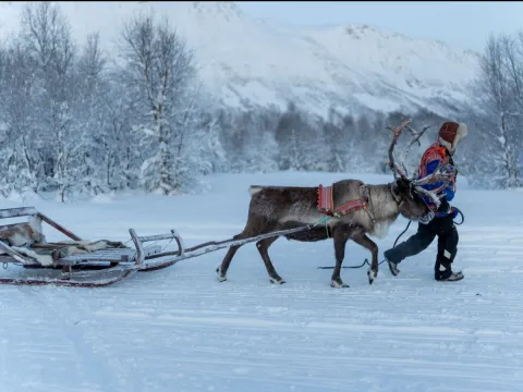 Reindeer Sledding, Reindeer Feeding and Sami Culture with Lunch