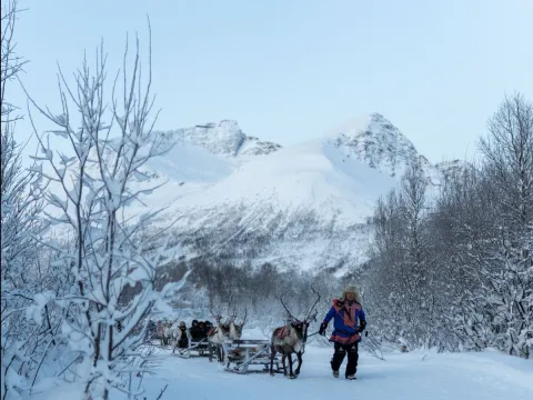 Reindeer Sledding, Reindeer Feeding and Sami Culture with Lunch