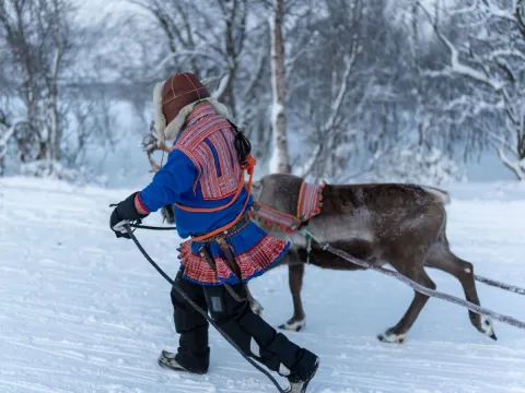 Reindeer Sledding, Reindeer Feeding and Sami Culture with Lunch