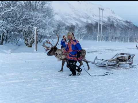 Reindeer Sledding, Reindeer Feeding and Sami Culture with Lunch