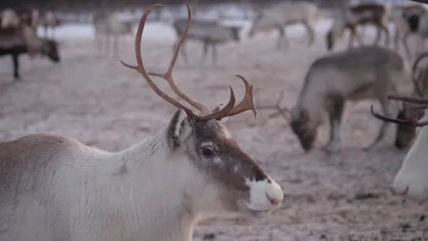 Reindeer Feeding and Sami Culture with Lunch in Autumn - 1pm departure