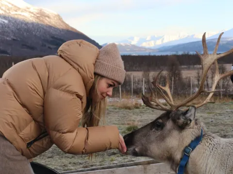 Reindeer Feeding and Sami Culture with Lunch in Autumn - 1pm departure