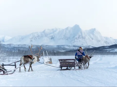 Reindeer Sledding, Reindeer Feeding and Sami Culture with Lunch