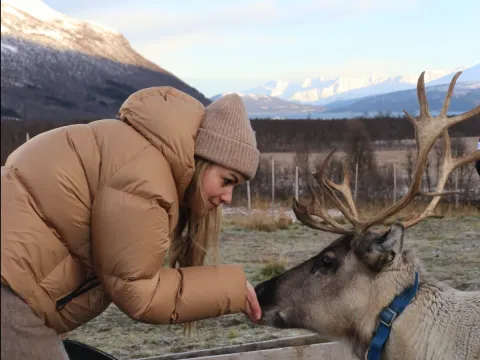 Reindeer Feeding and Sami Culture with Lunch in Autumn