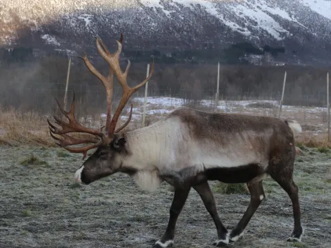 Reindeer Feeding and Sami Culture with Lunch in Autumn