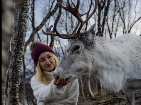 Reindeer Feeding and Sami Culture with Lunch in Autumn
