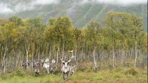 Reindeer Feeding and Sami Culture with Lunch in Autumn