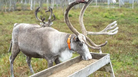 Reindeer Feeding and Sami Culture with Lunch in Autumn