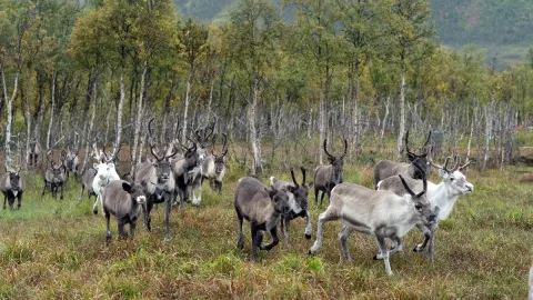 Reindeer Feeding and Sami Culture with Lunch in Autumn