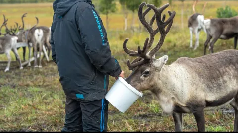 Reindeer Feeding and Sami Culture with Lunch in Autumn