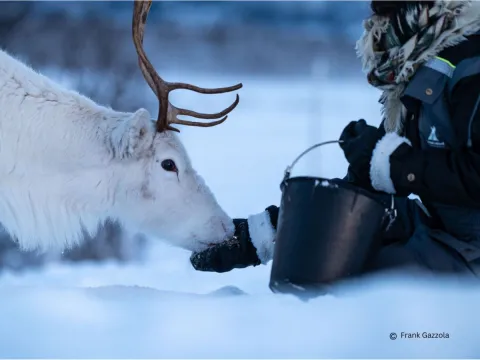 Reindeer Feeding and Sami Culture