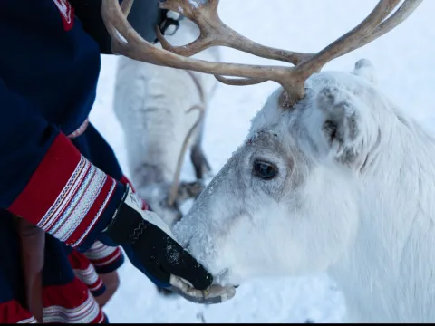 Reindeer Feeding and Sami Culture