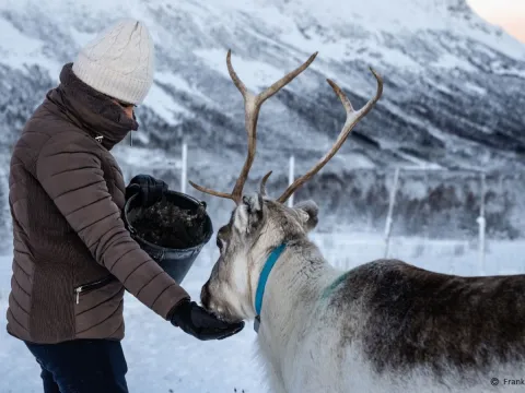 Reindeer Feeding and Sami Culture