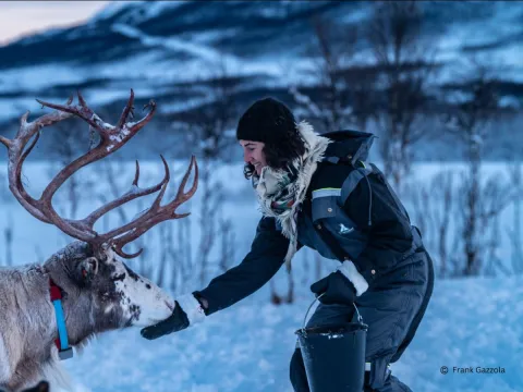 Reindeer Feeding and Sami Culture