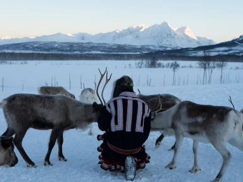 Reindeer Feeding and Sami Culture