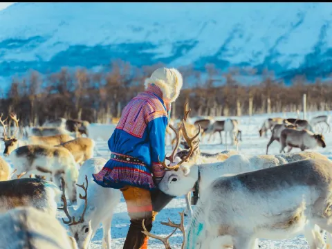 Reindeer Feeding and Sami Culture