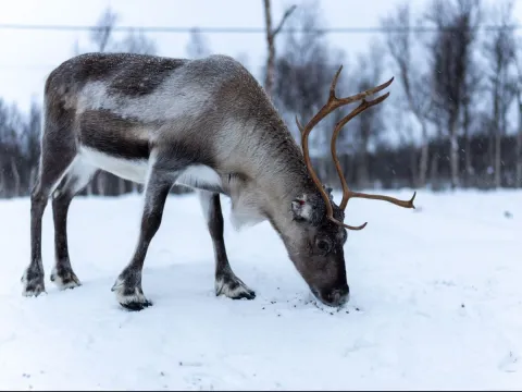 Reindeer Feeding and Sami Culture