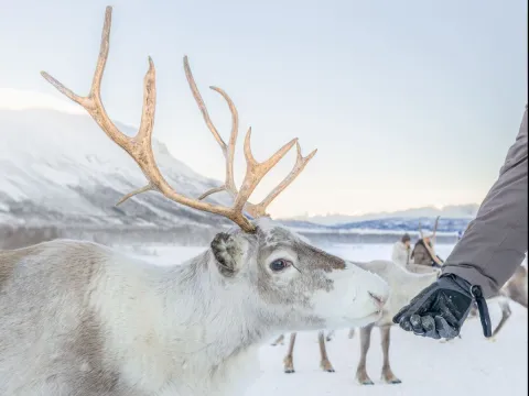 Reindeer Feeding and Sami Culture
