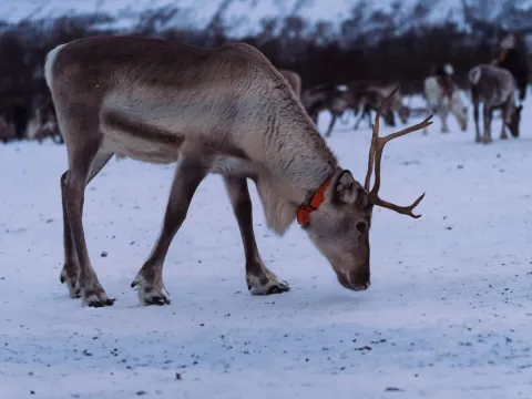 Reindeer Feeding and Sami Culture