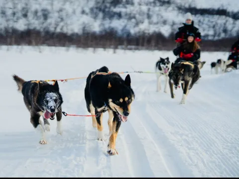Et hundespann som løper, bildet tatt forfra og hunder som løper mot kamera