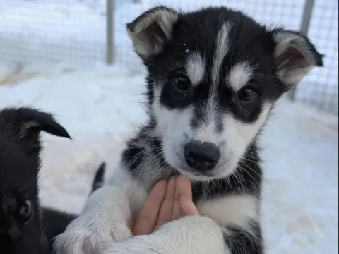 Kennel besøk hos Activenorth