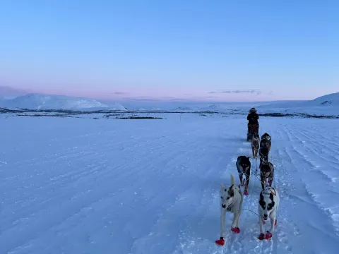 Activenorth - Hundekjøring i arktisk natur med lunsj først 
