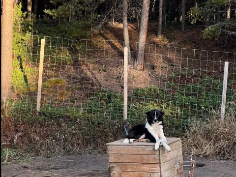 Kennel besøk hos Activenorth