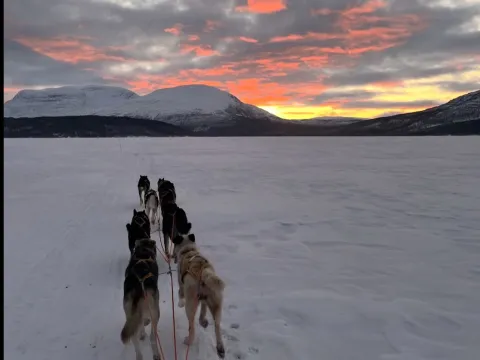 Activenorth - Hundekjøring i arktisk natur med lunsj først 