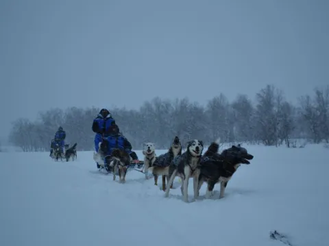 Activenorth - Hundekjøring i arktisk natur med lunsj først 