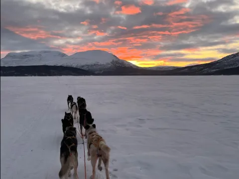 Ettermiddagstur med hundespann i vakre Skibotndalen - Activenorth