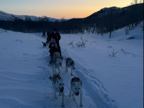 Ettermiddagstur med hundespann i vakre Skibotndalen - Activenorth