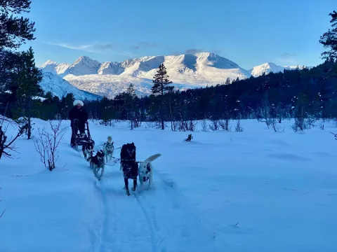 Ettermiddagstur med hundespann i vakre Skibotndalen - Activenorth