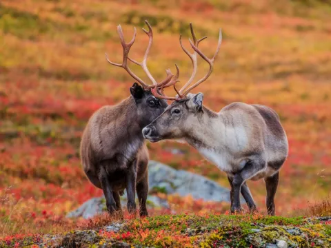 Eksklusiv foto vandring i Lyngen: Fang den nordnorske naturen med en profesjonell fotograf