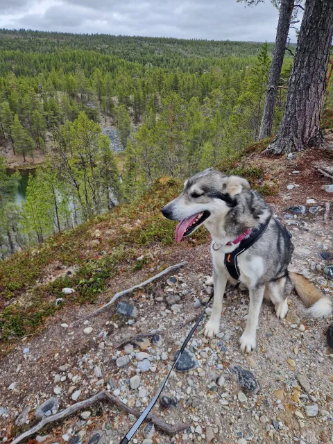 Husky vandring til Sarafossen - Horisont Husky