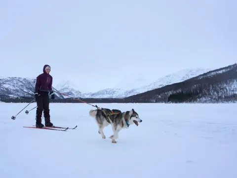 Skitur med en husky - Into the Wild