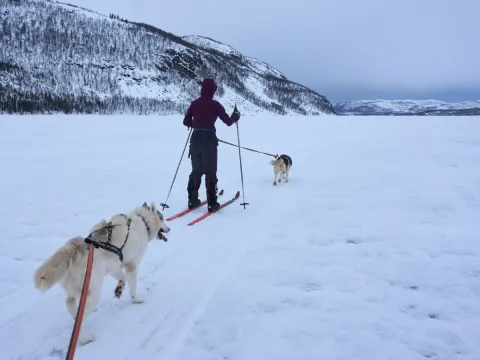 Skitur med en husky - Into the Wild