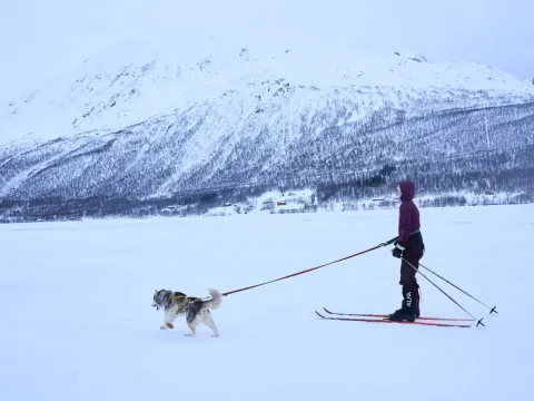 Skitur med en husky - Into the Wild